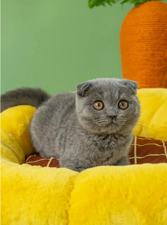 1665389767266733.png 1665389767266733.png