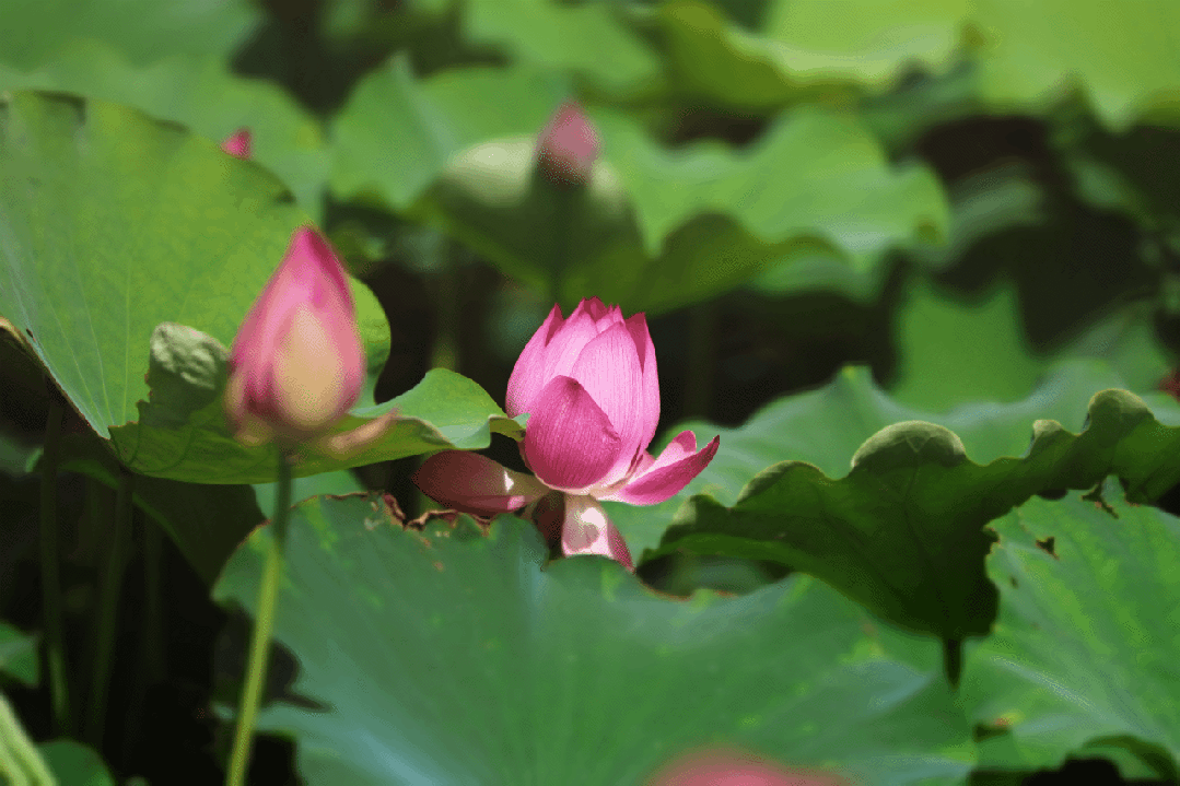 1752480465338690.gif 1.gif